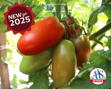 Zenzei Hybrid Tomato Seeds